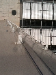 Birdy ES.png